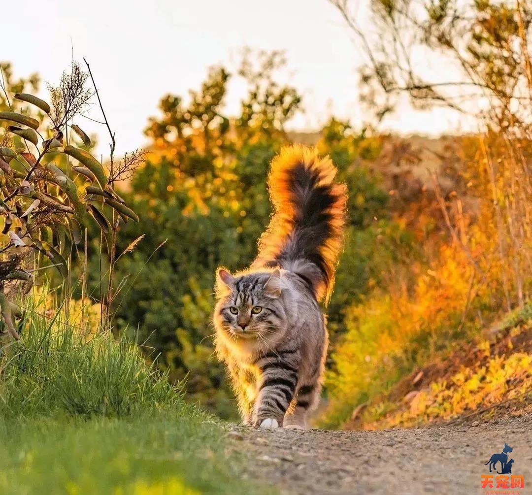 西伯利亚森林猫图片 简直是行走的鸡毛掸子