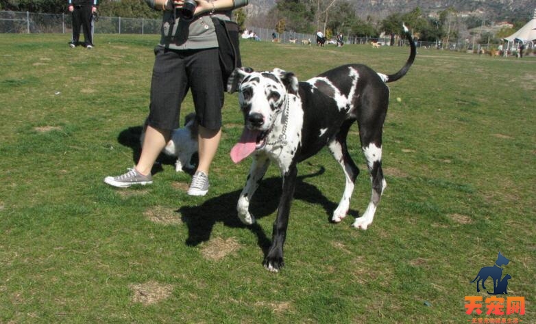 大丹犬耐热吗，大丹犬怕热怎么办