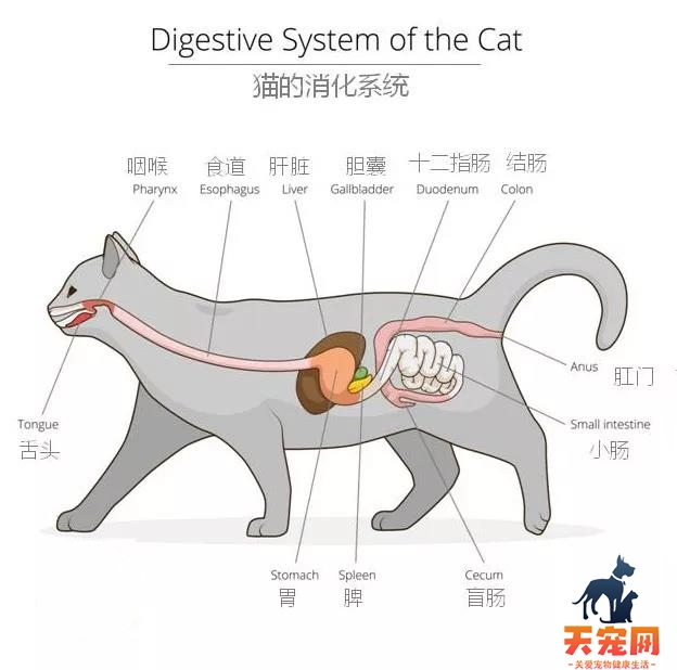 猫腹泻是什么原因 先从猫的消化系统了解开始！