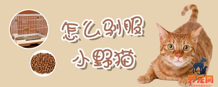 怎么驯服小野猫