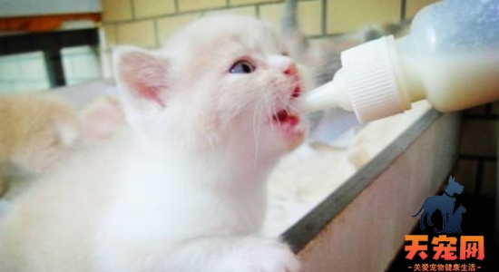 小猫身体发凉有救吗 小猫要注意补充营养和保暖措施！