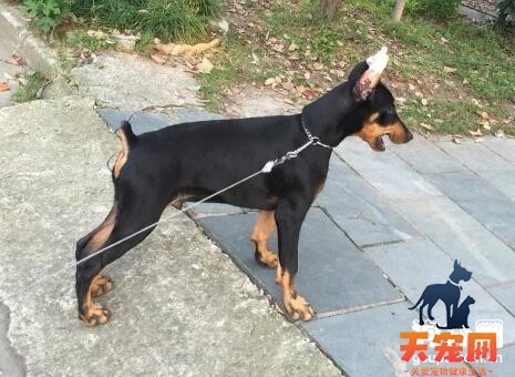 如何判断杜宾犬适合吃什么狗粮