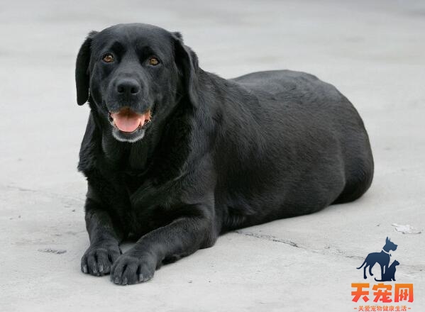 养拉布拉多犬一个月要花多少钱