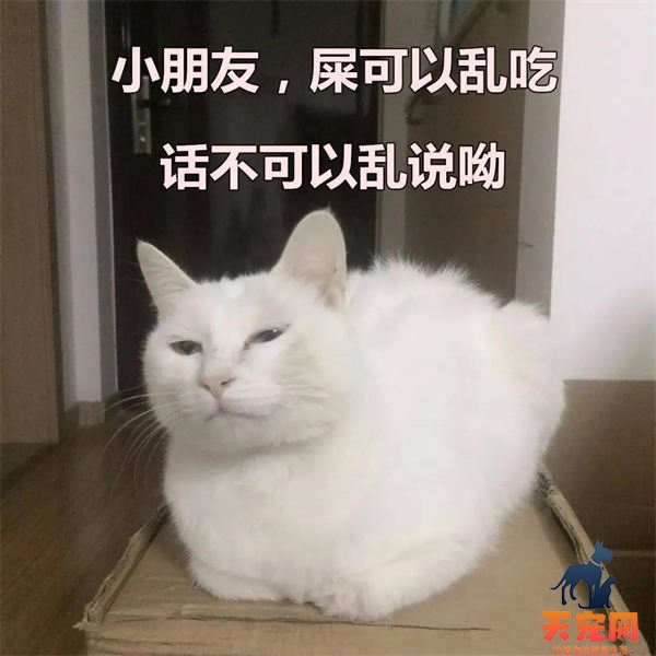 【豆腐猫砂】居然甲醛超标？