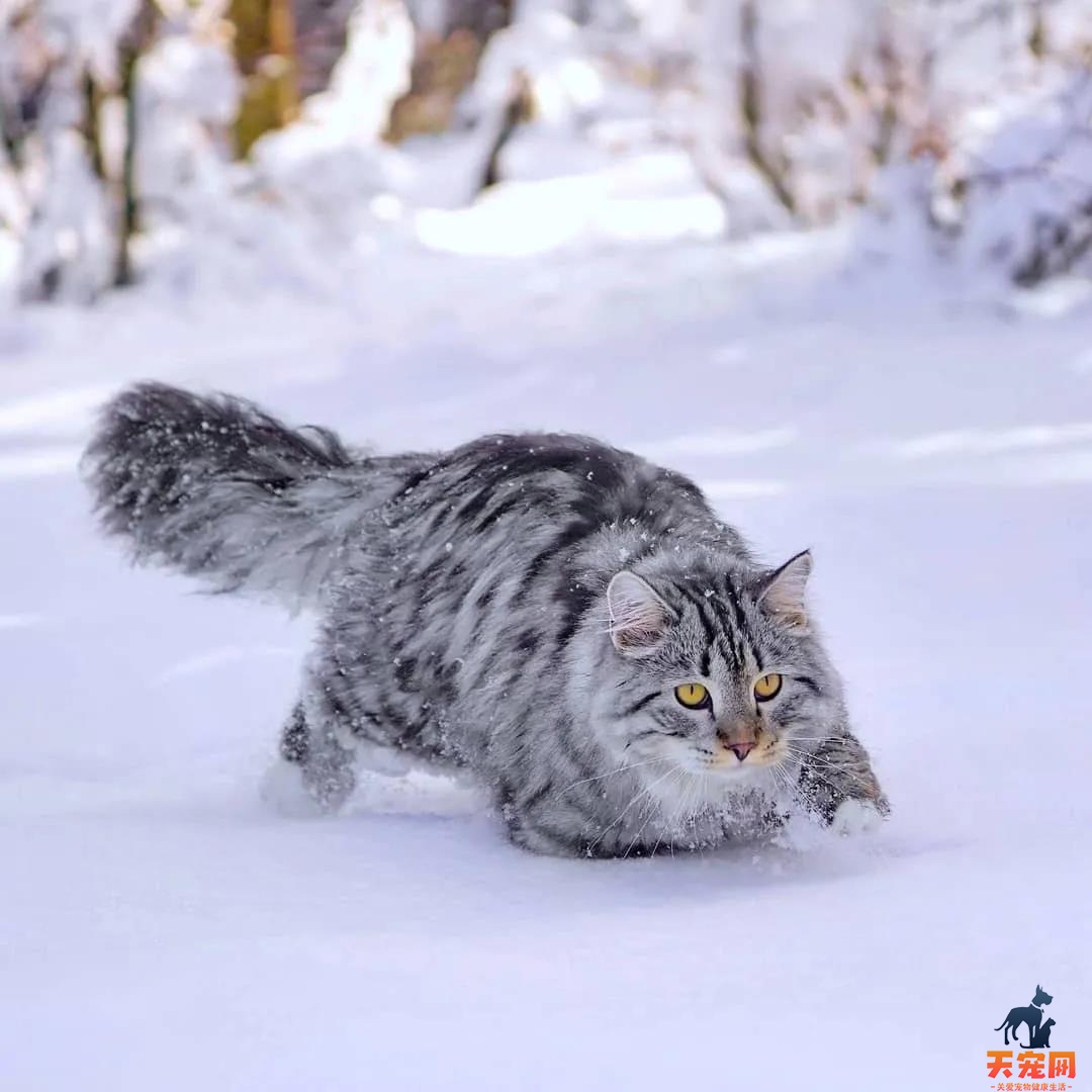 西伯利亚森林猫图片 简直是行走的鸡毛掸子