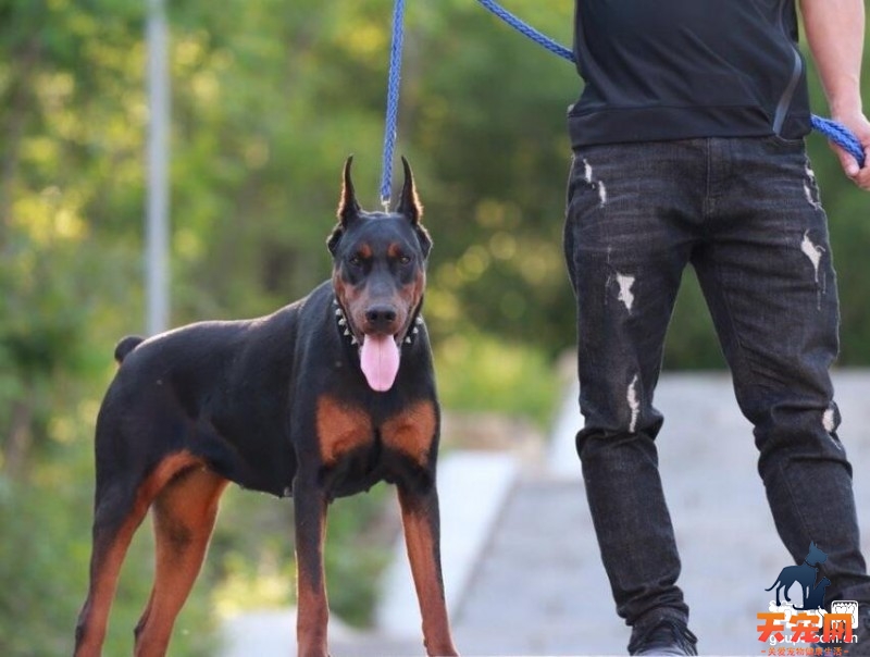 杜宾犬随行训练，杜宾犬随行训练的方法步骤