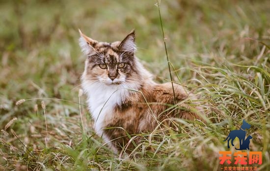 猫打完疫苗后呕吐 猫打完疫苗后呕吐是怎么了