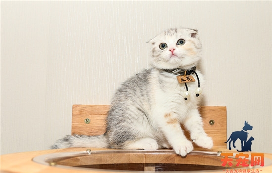 英短猫孕期多少天生产
