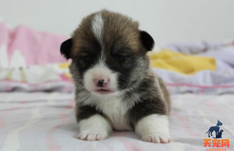 柯基犬幼犬吃什么狗粮比较好