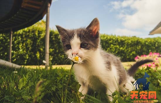 如何给猫喂驱虫药需要空腹吗