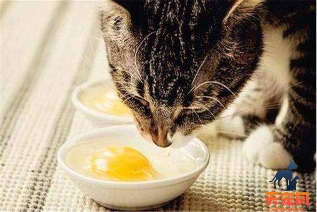 三个月的猫能吃多少蛋黄