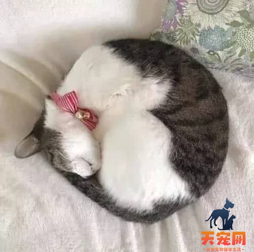 猫为什么蜷缩着身体睡觉 猫为什么喜欢缩着身子