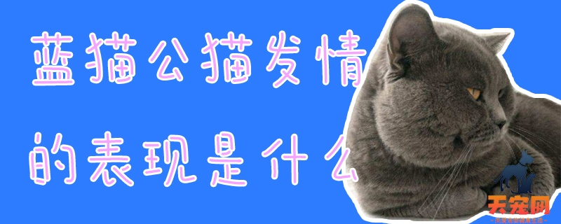 蓝猫公猫发情的表现是什么