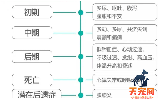 小猫能吃巧克力吗