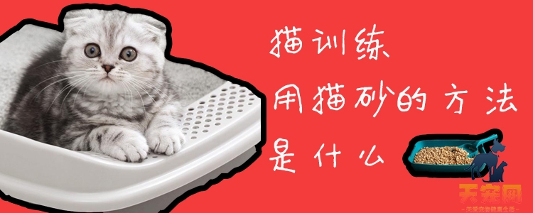 猫训练用猫砂的方法是什么