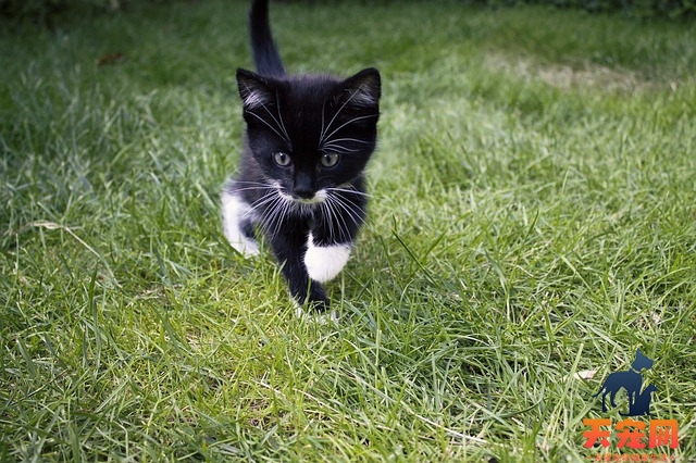 猫草吃太多会怎么样