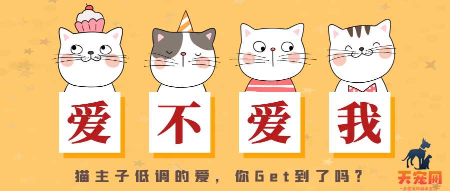 猫咪到底爱不爱我？