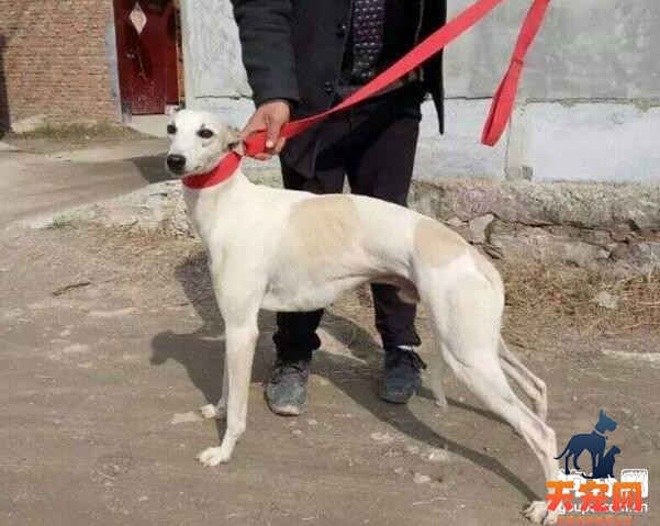 格力犬断奶后怎么养