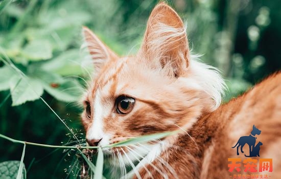 猫咪绝食的原因 猫咪绝食的原因有哪些