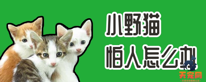 小野猫怕人怎么办