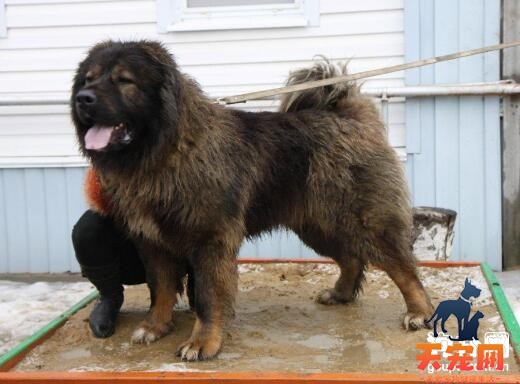 高加索口水多不多，高加索犬口水多正常吗