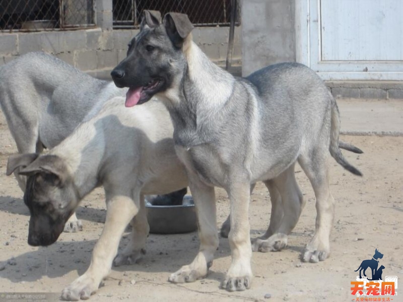 狼青犬瘟热的治疗方法