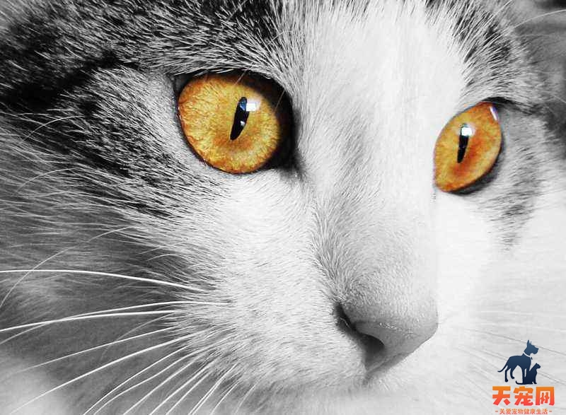 猫咪的眼睛变成一条线是什么意思 猫咪眼睛变成了一条线