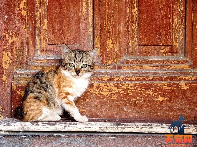 猫咪吃什么有助于猫藓的恢复