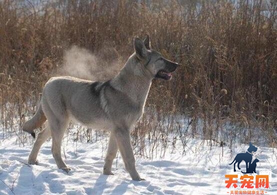 狼青犬总是霸凌其他狗狗怎么办