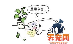 一次性告诉你，哪些花草对猫更安全！