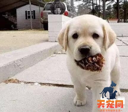 拉布拉多犬吃多了怎么办？