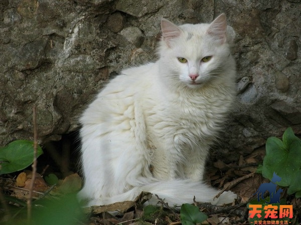 老鼠怕猫的原因是什么