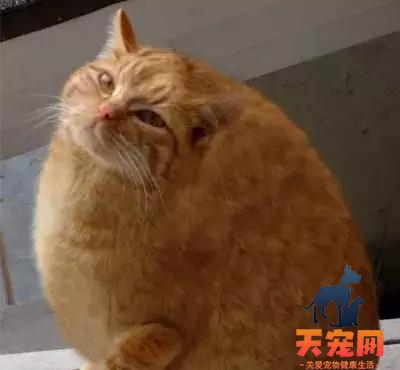 橘猫为什么这么肥 橘猫是吃货