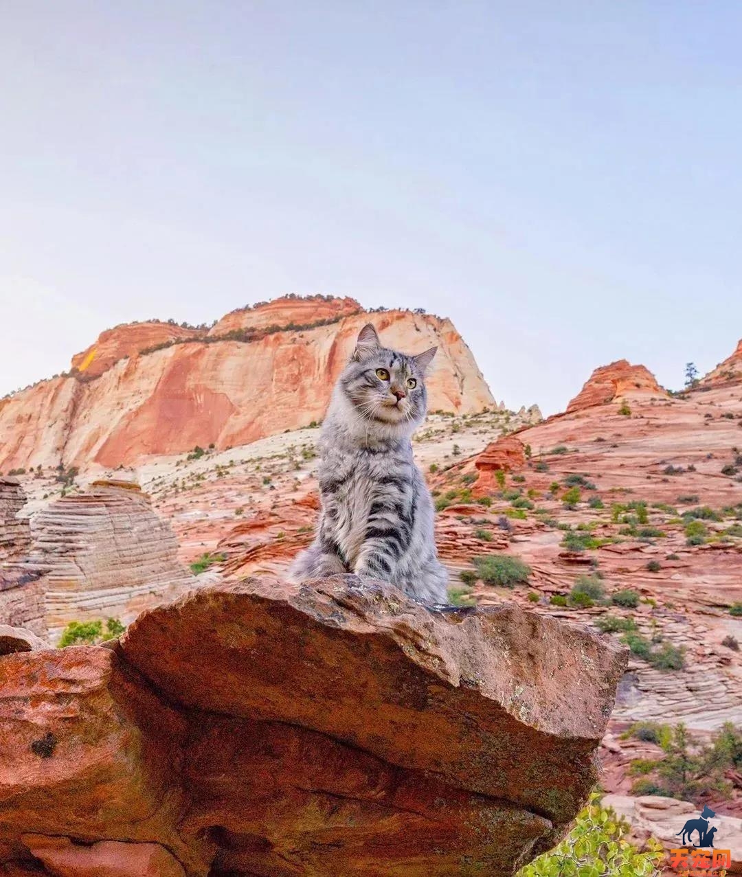 西伯利亚森林猫图片 简直是行走的鸡毛掸子