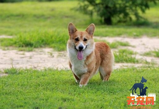 【柯基犬怎么养】饲养柯基犬的正确方法