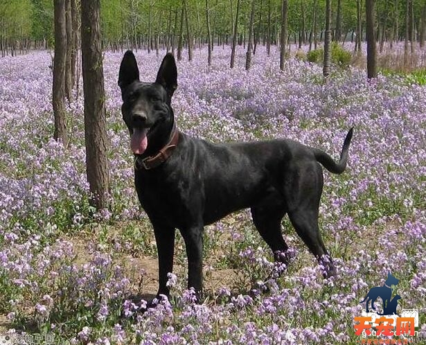 如何惩罚发错的黑狼犬