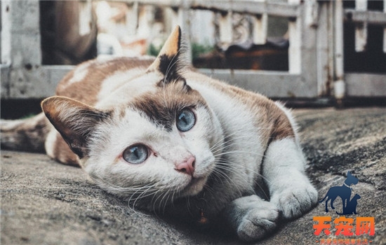 猫粮有什么优点 猫粮好还是猫零食好