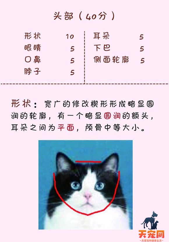 猫发腮前后对比 不是所有猫都会发腮哦！