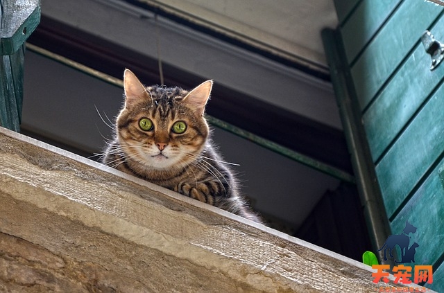 携带狂犬病毒的猫有什么症状