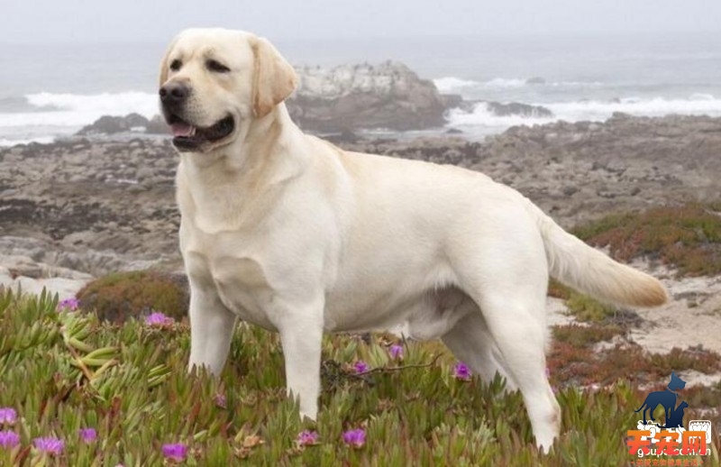 拉布拉多幼犬的喂食要点