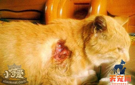 猫伤口化脓吃什么药 应对猫咪伤口化脓的常备药物