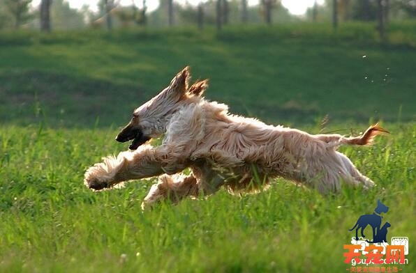 【阿富汗猎犬怎么养】阿富汗犬养护训练攻略