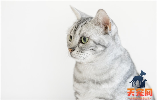 猫的猫传腹死了怎么处理 猫的猫传腹死了用消毒吗
