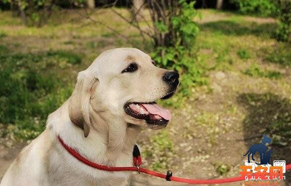 拉布拉多犬P链使用方法