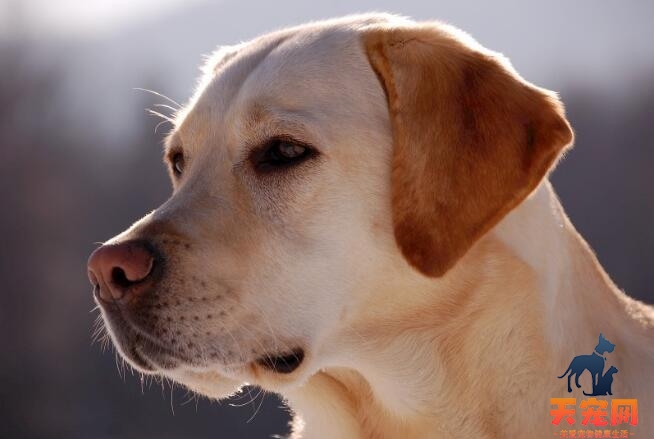 拉布拉多犬不能吃什么水果，这3种最好不要喂