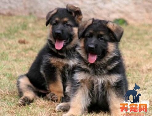 7到21天大的德国牧羊犬怎么养