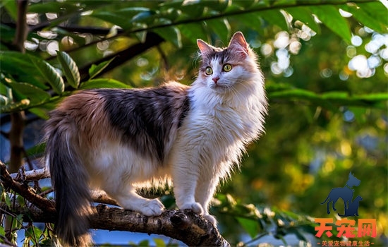 猫咪怀孕了需要吃什么营养品