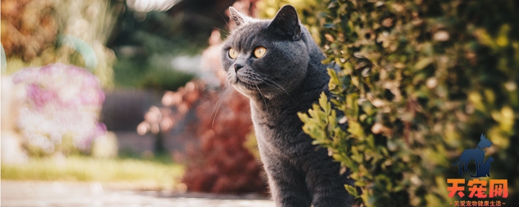 猫冬天可以养在阳台上吗 就算不被冻死也会冻伤！