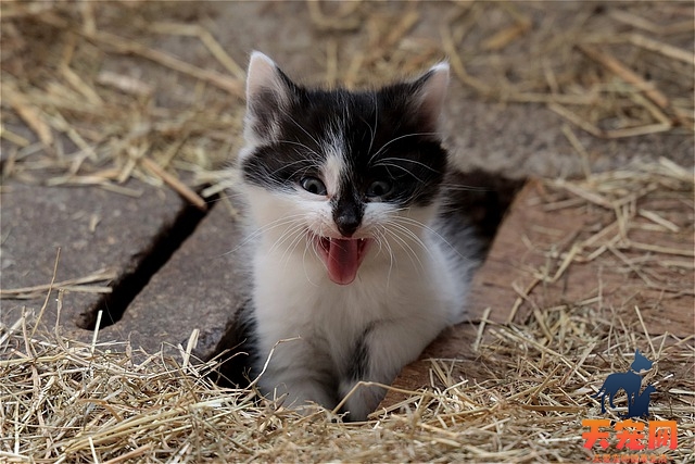 猫一直蹲着不动是怎么了