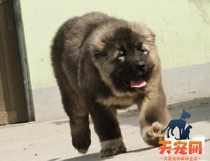 高加索犬不同年龄阶段的喂养方法